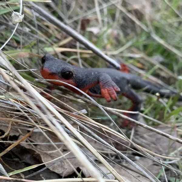 Austin Creek State Recreation Area
