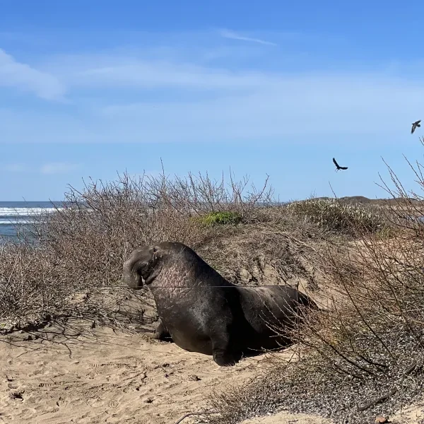 Año Nuevo State Park