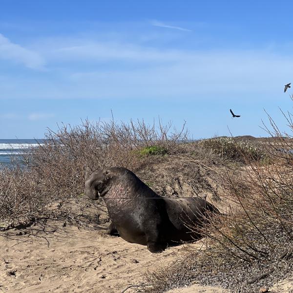 Año Nuevo State Park