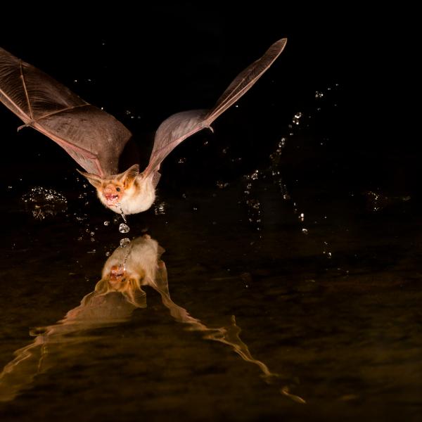 Pallid Bat
