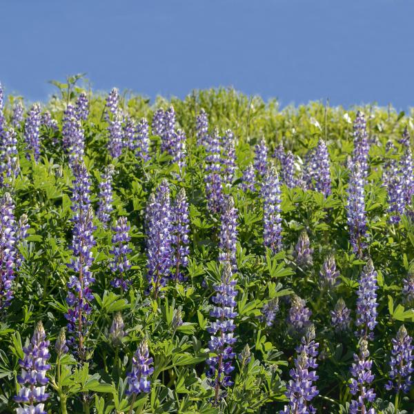 Chino Hills State Park