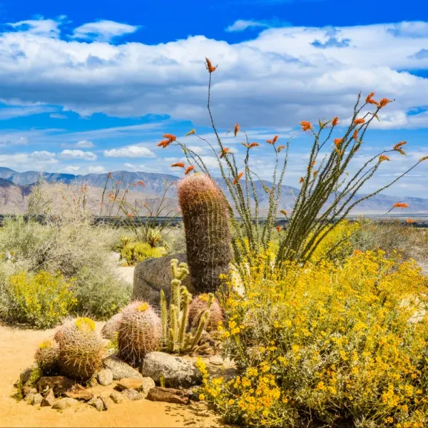 Anza-Borrego Desert State Park