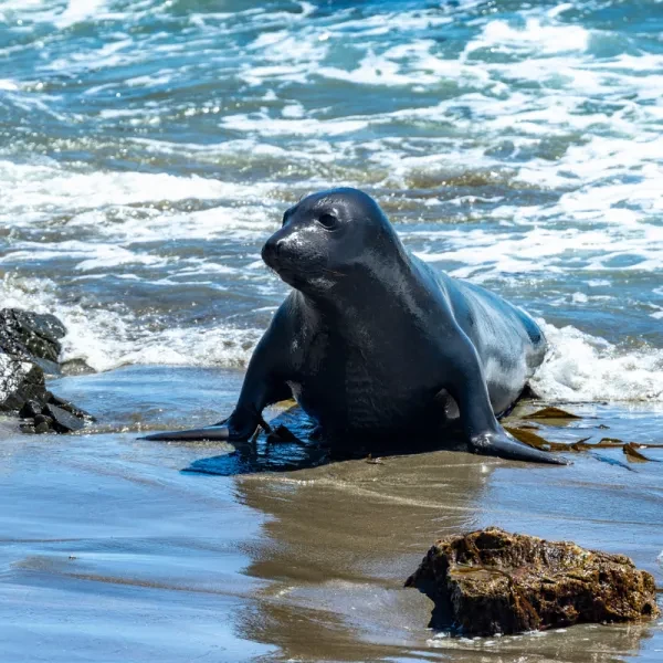 Elephant Seal