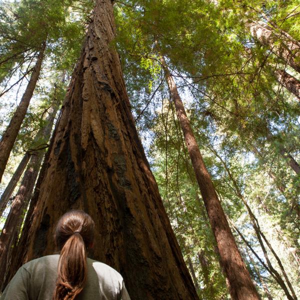 Armstrong Redwoods State Natural Reserve