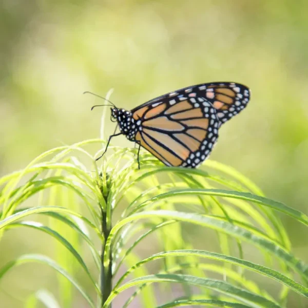 Monarch butterfly