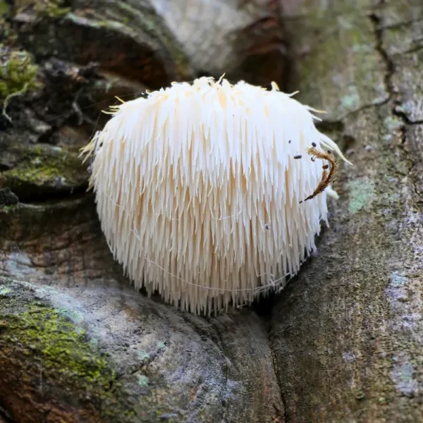 Lion's Mane