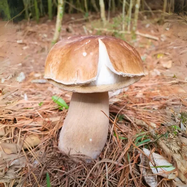 King Bolete 