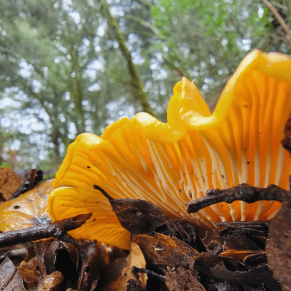 California Golden Chanterelle