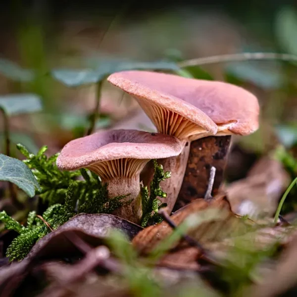 Candy Cap