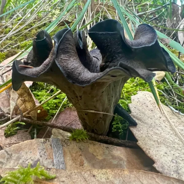 Black Trumpet