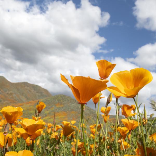 Poppy in bloom