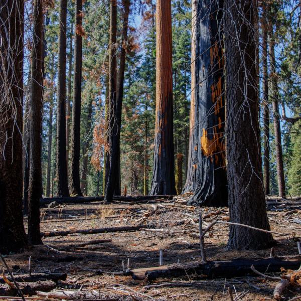 Wildfire