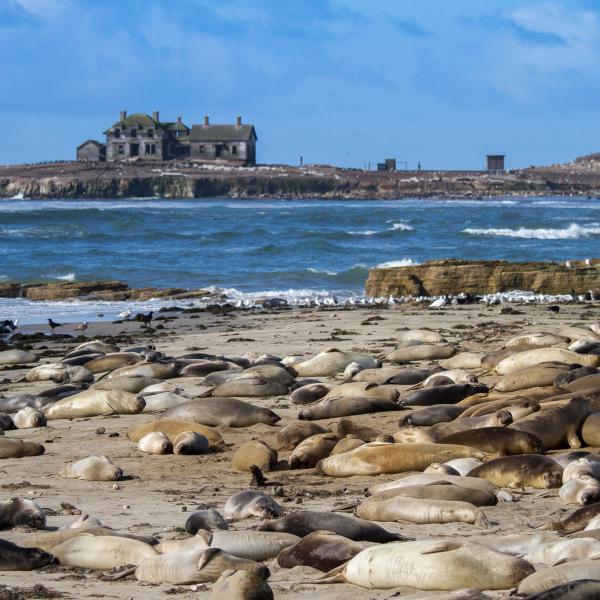 Ano Nuevo