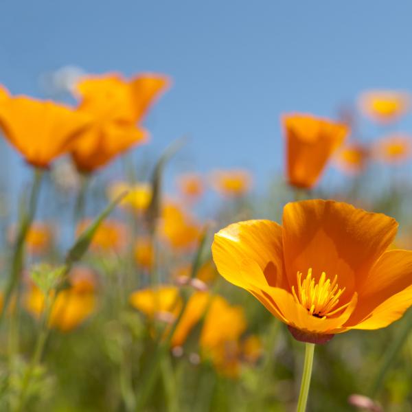Poppies
