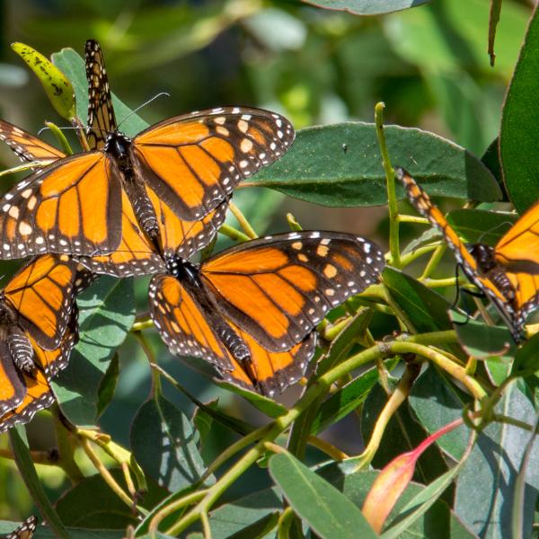 Monarch butterfly