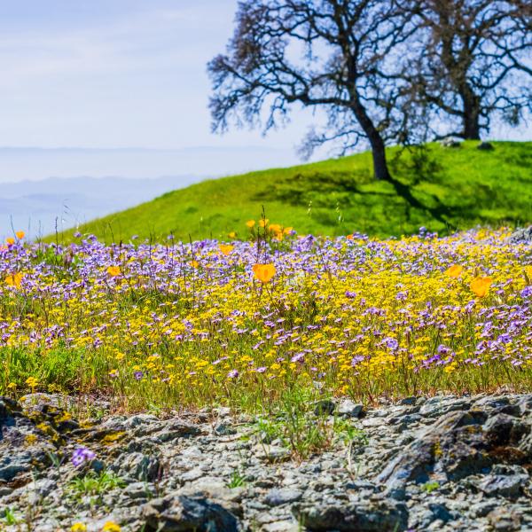 Henry Coe SP