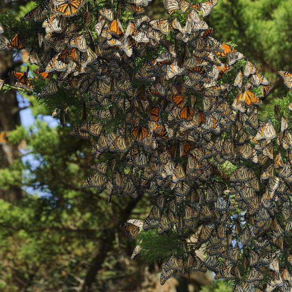 Monarch butterfly