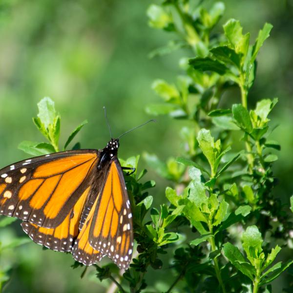 Monarch butterfly