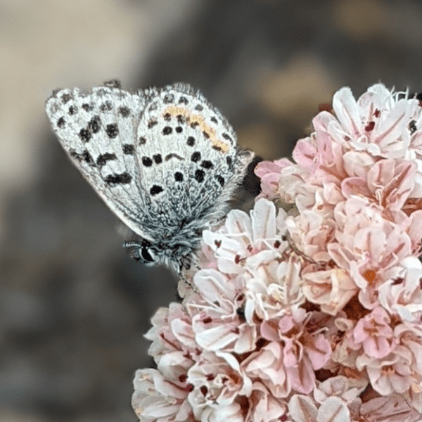 Smith's blue butterfly