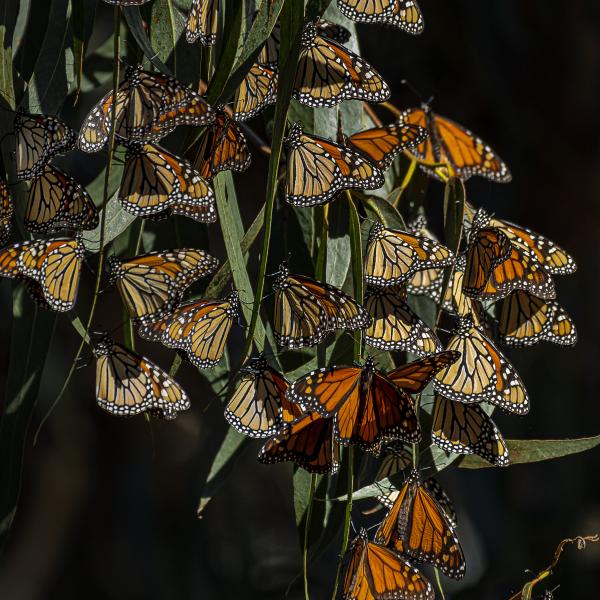 Monarch butterfly
