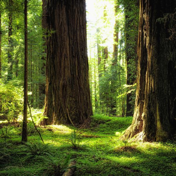 Humboldt Redwoods