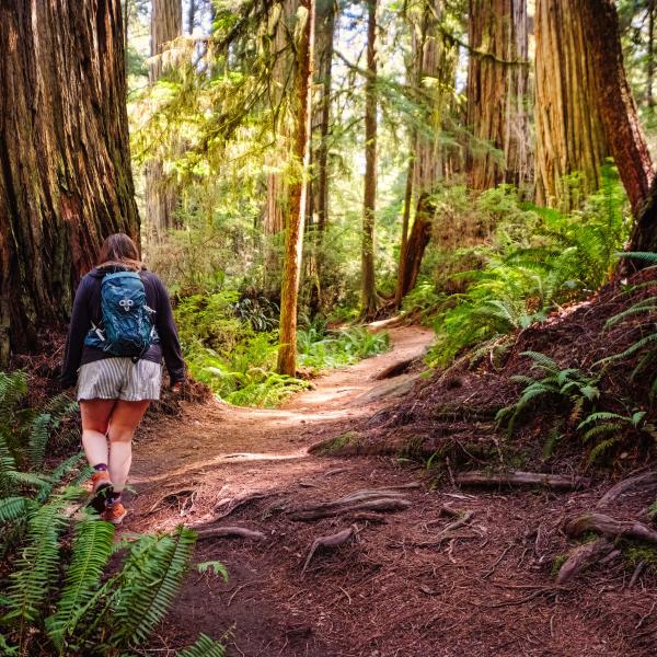 Jedediah Smith Redwoods State Park