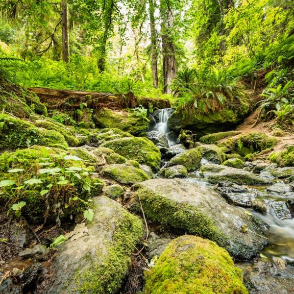 Redwoods National and State Parks