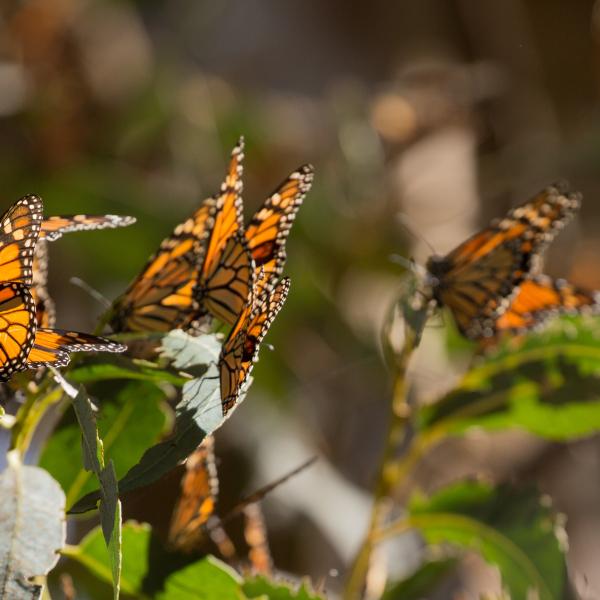 Monarch butterfly
