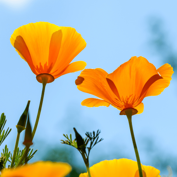 Poppies