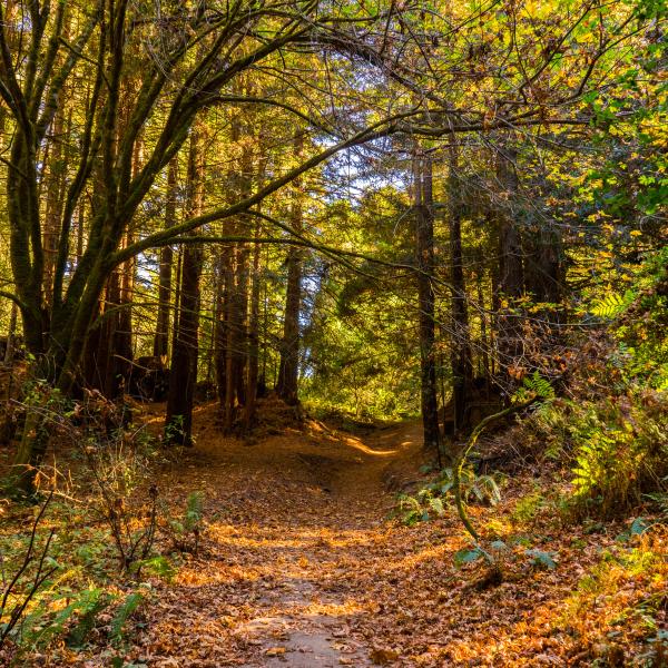 The Forest of Nisene Marks State Park 