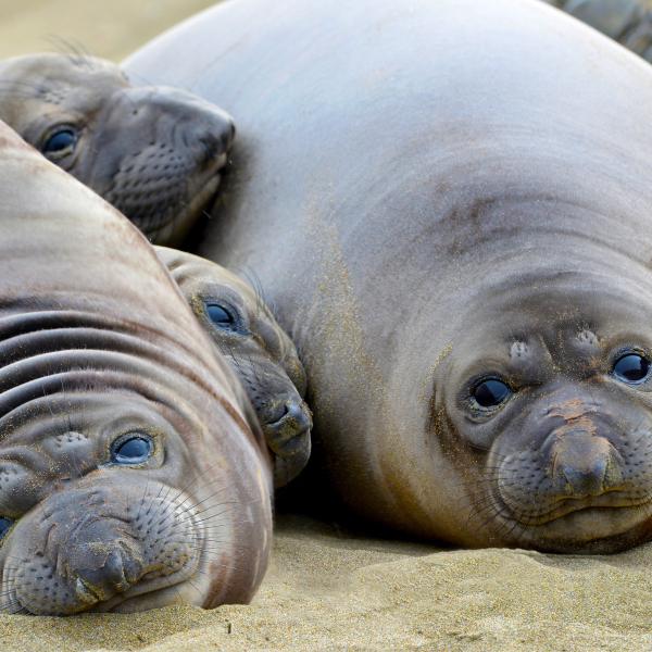 ano-nuevo-sp-seals_stock.jpg