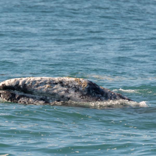 gray-whale-by-michele-w-via-flickr.jpg