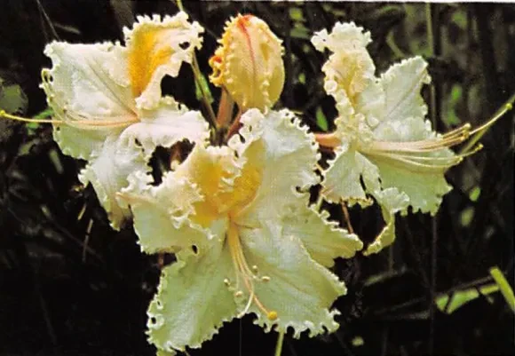 27 Azalea