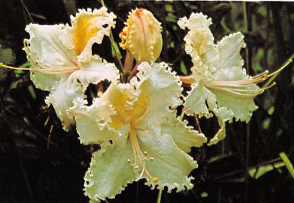 27 Azalea