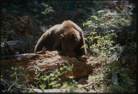 An American black bear (Ursus americanus) is eating termites in a termite nest in a log in California Park